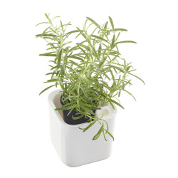 Eden pot à herbes 12x12 cm