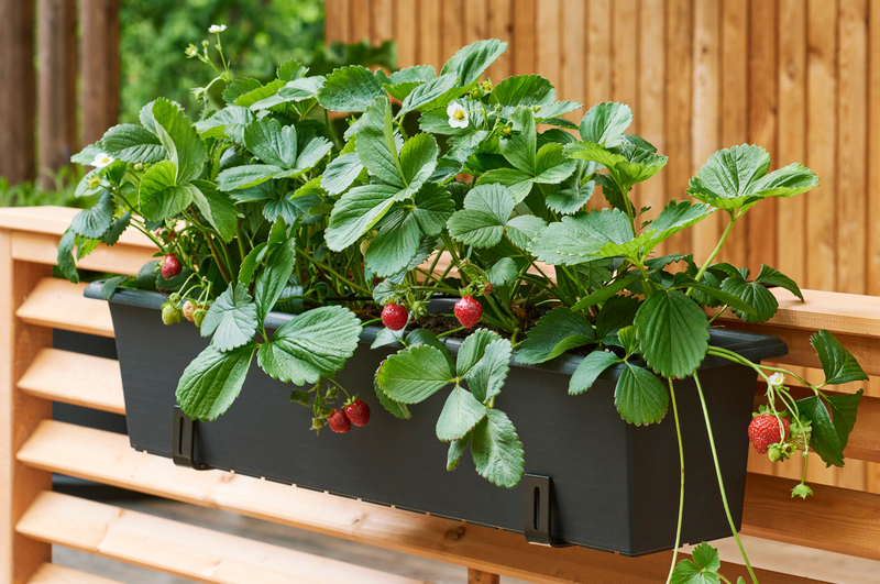 Orthex Botanica Window Box