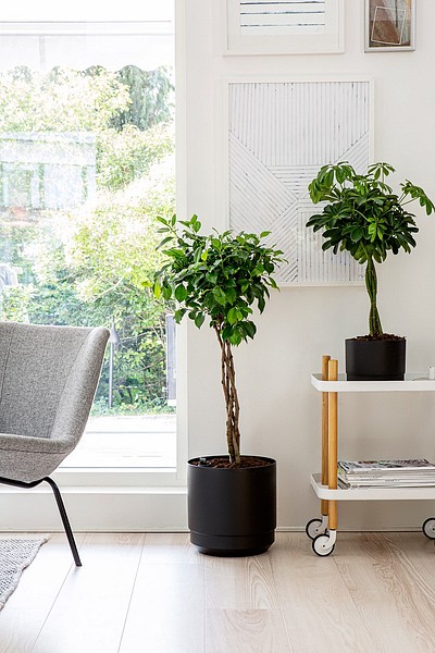 Orthex Paulina self-watering pots in a living room