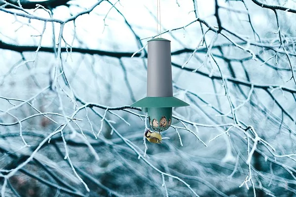 Tips for feeding birds in winter Tips for feeding birds in winter